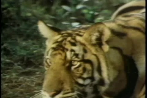 Tiger attacking man in forest Stock-Footage 11355381