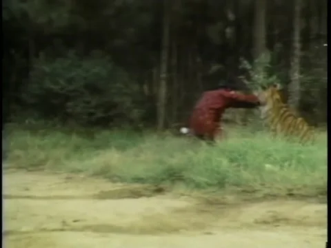 Tiger attacking man in forest Stock-Footage 260252950