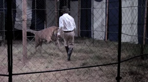 Tiger attacking ringmaster in circus 스톡 동영상 45655654