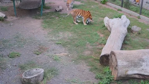 Tiger attacks another tiger from behind Stock Footage 160106700