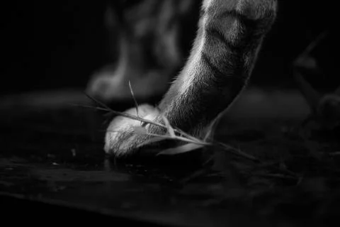Tiger Back Paw Stock Photos