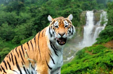 Tiger on the background of a waterfall Stock Photos