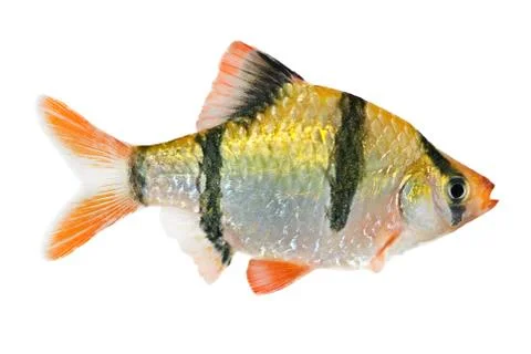 Tiger barb fish Stock Photos