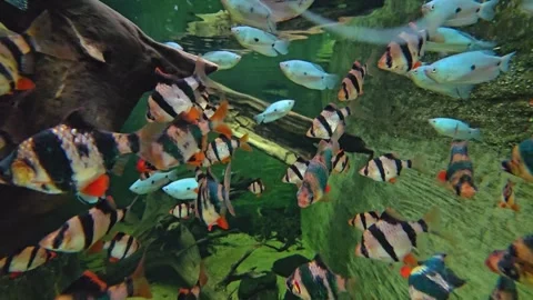 A Tiger barb fish school Stock Footage 263674543