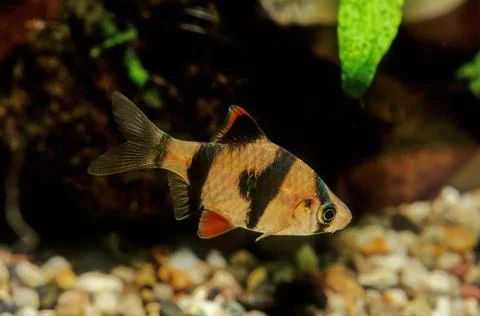 Tiger barb Stock Photos