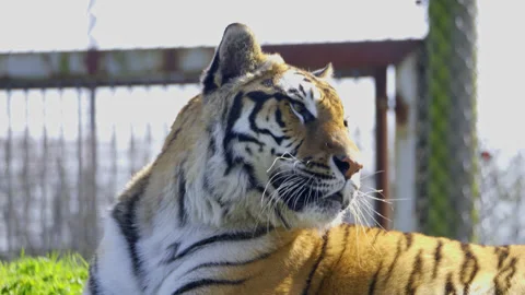 Tiger basking in the summer sun Stock Footage 305839182