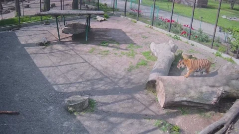 Tiger basking in the sun lying on a log Stock Footage 153605448