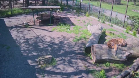 Tiger basking in the sun lying on a piece of wood Stock Footage 154589388