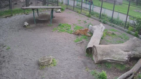 Tiger basking on wet grass after rain Video stock 154395964
