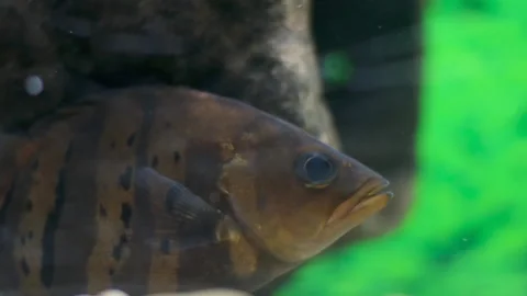 Tiger bass group of predatory fish swimming in a clean and clear water aquarium Stock Footage 297701169