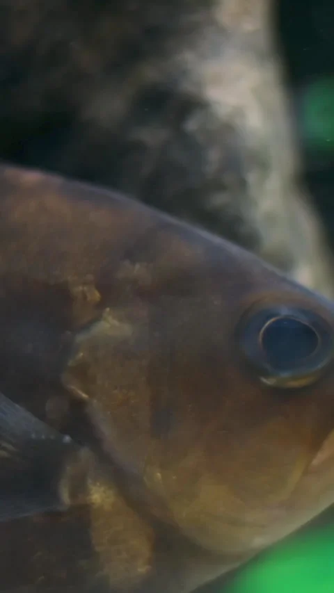 Tiger bass group of predatory fish swimming in a clean and clear water aquarium Stock Footage 302099137