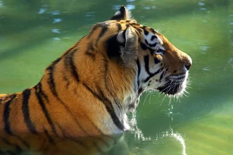 Tiger bath Stock Photos