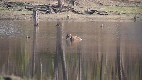 Tiger bathing and drinking water Stock Footage 310720587