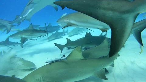 Tiger Beach, Bahamas 스톡 동영상 170964895