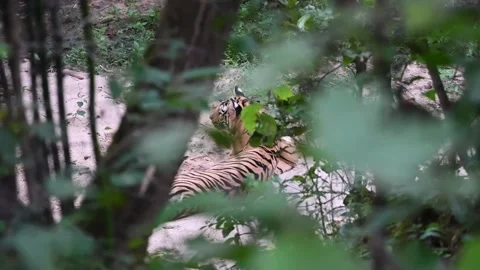 Tiger with beautiful stripes through the foliage in Bandhavgarh Stock Footage 254162553
