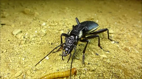 Tiger beetle attacking larva Stock Footage 64827703