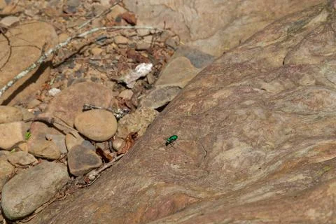 Tiger beetle on a boulder Stock Photos