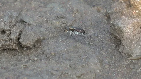 Tiger Beetle, Cambodia Видео 121542378
