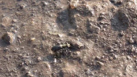 Tiger Beetle, Cambodia Stock Footage 121542391