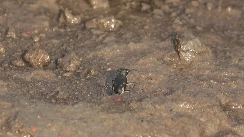 Tiger Beetle, Cambodia Vídeos de archivo 121542402