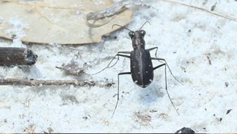 Tiger beetle Cicindela repanda Stock Footage 7902498