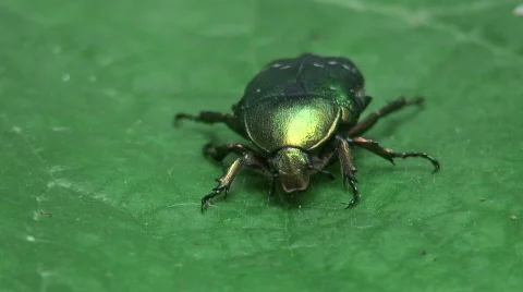 Tiger beetle Stock Footage 275801