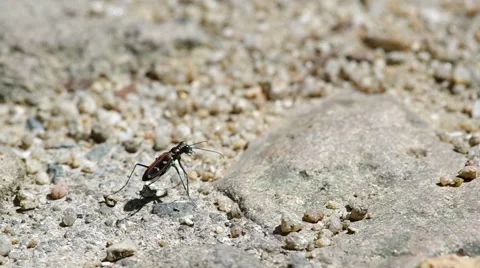 Tiger beetle on the ground Stock Footage 50117021