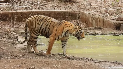 Tiger behavior in summer Stock Footage 336169685