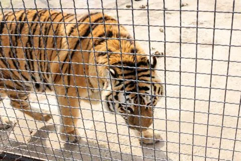 Tiger behind bars. Stock Photos