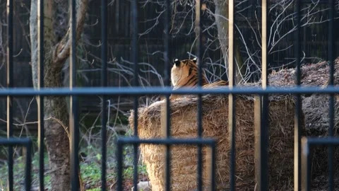 A tiger behind bars at the zoo Stock Footage 147515710