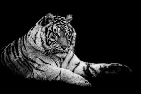 Tiger with a black Background in B&amp;W Stock Photos