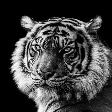 Tiger with a black Background in B&amp;W Stock Photos