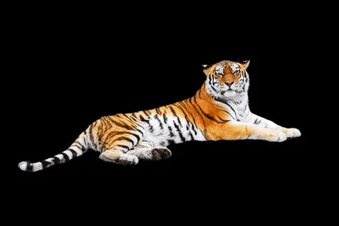 Tiger on a black background Foto stock