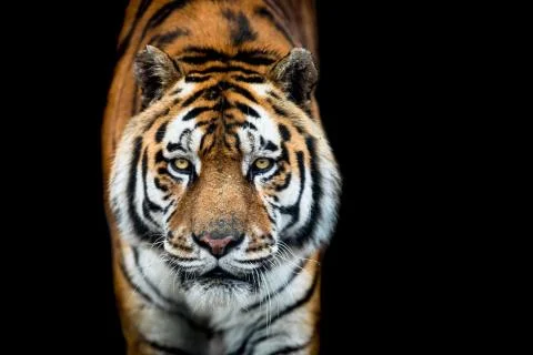 Tiger with a black background Stock Photos