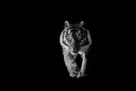 Tiger with a black background Stock Photos