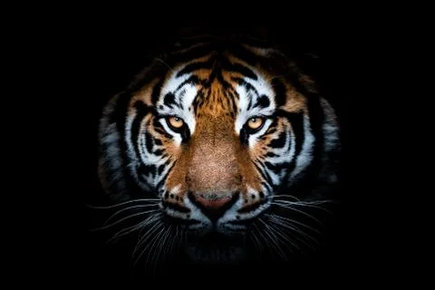Tiger with a black background Foto stock