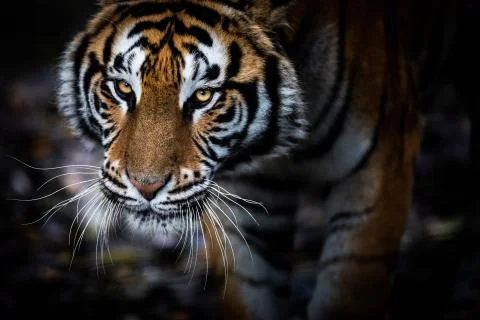 Tiger with a black background Stock Photos