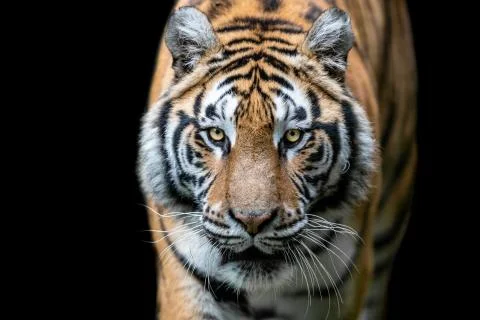 Tiger with a black background Stock Photos