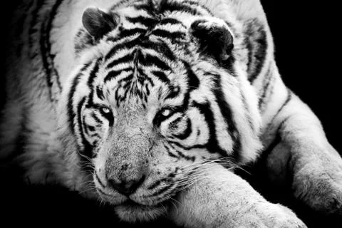Tiger with a black background Stock Photos