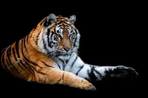 Tiger with a black background Stock Photos