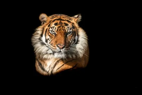 Tiger with a black background Stock Photos