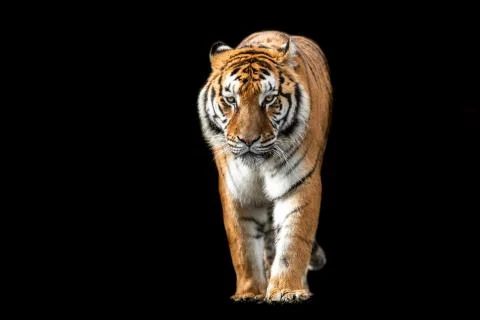 Tiger with a black background Stock Photos