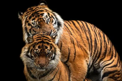 Tiger with a black background Stock Photos