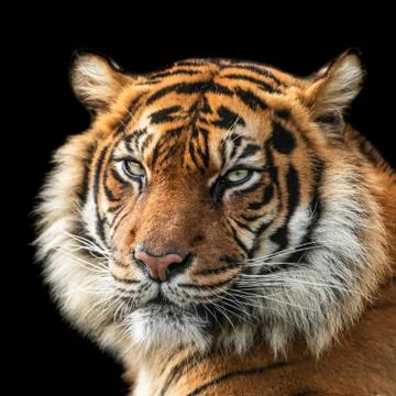 Tiger with a black background Foto stock