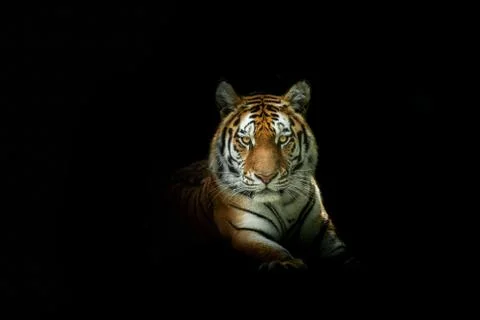Tiger with a black background Foto stock