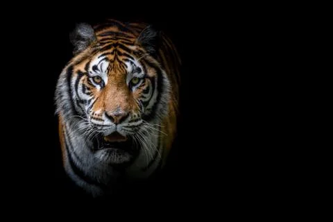 Tiger with a black background Stock Photos