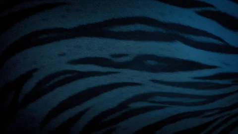 Tiger Body Breathing In The Evening Stock Footage 318673783