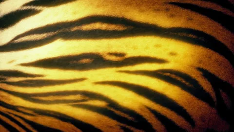 Tiger Body Breathing In Sun Glow Stock Footage 320143071