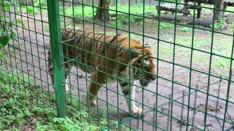 The tiger, as a border guard, protects its territory in the reserve Stock Footage 232025964