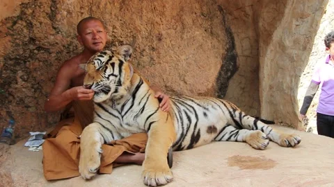 Tiger with Buddhist Monk at Tiger Temple Kanchanaburi Thailand Stock Footage 131071304